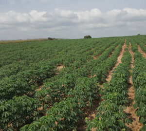 Farm Picture