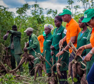 NIRSAL Cassava Value Chain Study 2018 at Niji Farms